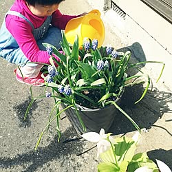 玄関/入り口/春が来た♡/中古戸建て/昭和の家/溢れ出す生活感...などのインテリア実例 - 2016-04-23 09:14:13