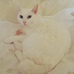 ベッド周り/猫のための家/特大猫ベッド/オッドアイ白猫/白猫...などのインテリア実例 - 2016-01-13 09:23:35