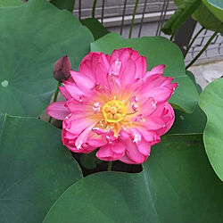 My garden ^•*/Lotus Flower/部屋全体/紅蓮/素敵な花...などのインテリア実例 - 2020-03-12 19:39:21