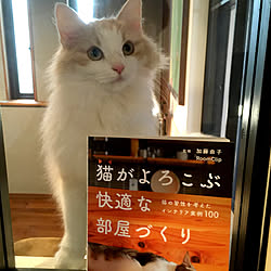 猫がよろこぶ快適な部屋づくり/いいね！フォロー本当に感謝です（^人^）/ネコカフェ/カフェ風/おうちカフェ...などのインテリア実例 - 2022-02-08 11:26:52