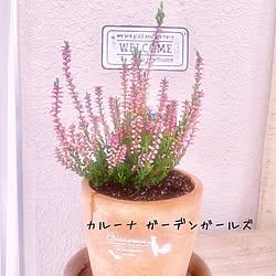 植え替えました/アズーロコンパクト ブルーウィズアイから/カルーナガーデンガールズ/植物のある暮らし/お花のある暮らし...などのインテリア実例 - 2019-10-11 10:48:20