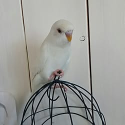 部屋全体/インコと暮らす家/いいね♪いつもありがとうございます❤️/賃貸でも楽しく♪/セキセイインコ...などのインテリア実例 - 2017-01-28 12:40:02