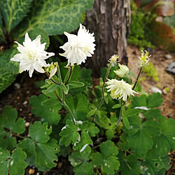 部屋全体/花のある暮らし/にわのある暮らし/マイガーデンの花/マイガーデン...などのインテリア実例 - 2020-05-26 12:35:05