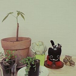 棚/植物/100均のインテリア実例 - 2014-03-14 21:34:27