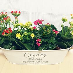 部屋全体/春。お花を増やす。ｽﾀｰﾌﾗﾜｰ⭐のインテリア実例 - 2017-04-19 18:00:04