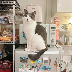 猫と暮らす家/キッチンのインテリア実例 - 2022-11-22 17:30:20