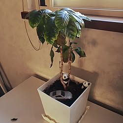 キッチン/観葉植物/モノトーンのインテリア実例 - 2016-01-11 11:28:38