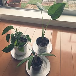 部屋全体/コスパ良し！/成長中♡/100円で買った植物/観葉植物...などのインテリア実例 - 2016-06-13 13:49:56