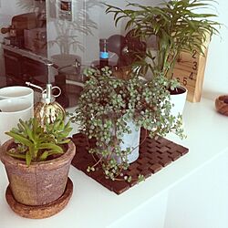 キッチン/室内グリーン/植物のインテリア実例 - 2013-07-30 11:48:54