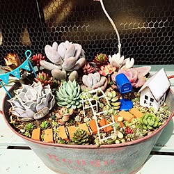 玄関/入り口/箱庭/セダム/賃貸アパート/多肉植物寄せ植え...などのインテリア実例 - 2016-03-31 16:07:22