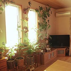 部屋全体/いぬと暮らす/観葉植物/雑貨/ポトス...などのインテリア実例 - 2017-01-09 10:09:08