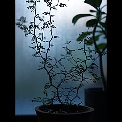 リビング/植物のインテリア実例 - 2012-11-02 06:52:17