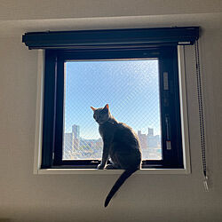 猫と暮らす/マンション暮らし/猫/ねこ部/窓辺の風景...などのインテリア実例 - 2021-09-19 07:52:59