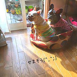 ベッド周り/フレンチブルドック/愛犬のインテリア実例 - 2015-11-23 12:14:53