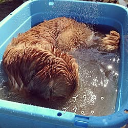 バス/トイレ/タライで水浴び/ゴールデンレトリーバー/兄弟/犬...などのインテリア実例 - 2016-05-28 15:53:03