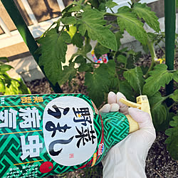 ミニトマト栽培/ちいさなお庭/野菜うまし/アースガーデン/害虫対策...などのインテリア実例 - 2022-06-03 07:04:31