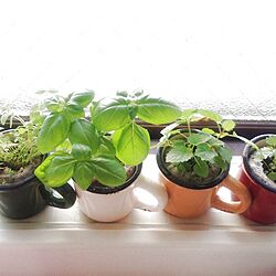 キッチン/植物のインテリア実例 - 2013-07-01 09:51:21