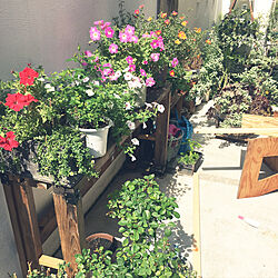 棚/小さな庭気持ちは広い庭/DIY/花のある暮らし/植物...などのインテリア実例 - 2017-09-11 06:43:02