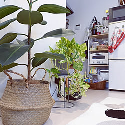 キッチン/観葉植物のある暮らし/アラジントースター/アラジングラファイトヒーターのインテリア実例 - 2020-09-19 07:27:44