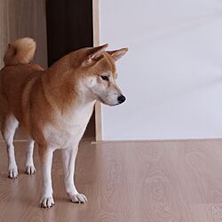 ベッド周り/柴犬スキのインテリア実例 - 2014-09-16 09:38:41