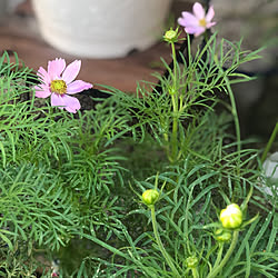 ピンク色の花/コスモス/見て頂きありがとうございます/癒しの空間/皆様に感謝♡...などのインテリア実例 - 2021-10-05 16:17:22