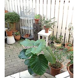 玄関/入り口/DIY/DIY立水栓/DIY庭/植物...などのインテリア実例 - 2013-09-22 07:42:33