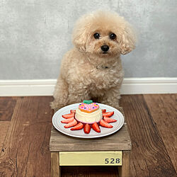 おめでとう♡/7歳の誕生日/手作りケーキ/愛犬と暮らす家/いいねありがとうございます♡...などのインテリア実例 - 2020-05-28 11:26:21