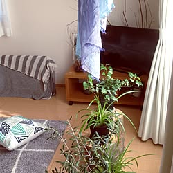 部屋全体/グリーンのある暮らし/観葉植物/ナチュラル/ケヤキの丸太...などのインテリア実例 - 2016-04-05 07:28:07