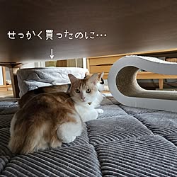 リビング/ラグ/平屋暮らし/ねこのいる日常/猫と暮らす...などのインテリア実例 - 2024-01-28 22:01:44