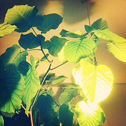 ベッド周り/観葉植物/照明/植物のインテリア実例 - 2014-09-19 12:20:56