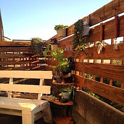 植物/DIY/裏庭/ウッドフェンスのインテリア実例 - 2013-12-02 22:54:21