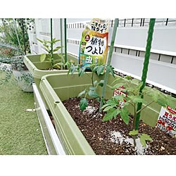 玄関/入り口/ガーデニング/植物のある暮らし/害虫対策/アースガーデン...などのインテリア実例 - 2023-06-04 20:33:50