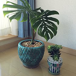 ベッド周り/植物園化 計画！/植物のある部屋/沖縄/多肉植物...などのインテリア実例 - 2015-12-12 12:00:33