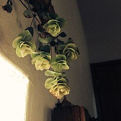 壁/天井/ドライフラワー/植物のインテリア実例 - 2013-11-12 08:07:17