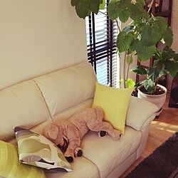 リビング/IKEA/ウンベラータ/観葉植物/バナナ...などのインテリア実例 - 2016-02-03 13:44:12