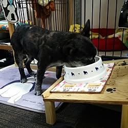 部屋全体/愛犬と暮らす家/おじいちゃんワンコU^ェ^U/フレンチブルドック/賃貸でも楽しく♪...などのインテリア実例 - 2017-02-11 18:12:24