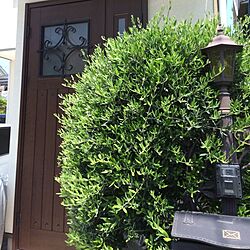 玄関/入り口/オリーブの木のインテリア実例 - 2014-05-13 11:53:08