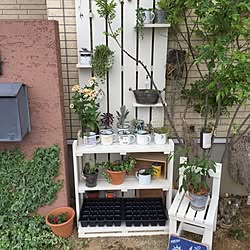 玄関/入り口/キャンドゥのホーローマグ/DIY/観葉植物/多肉植物...などのインテリア実例 - 2015-05-18 15:33:19