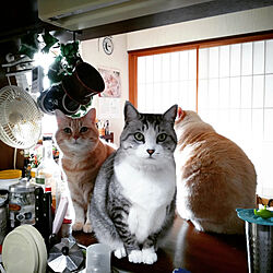 キッチン/我が家のお猫さま/ねこのいる日常/ねこと暮らす/鯖白猫ちゃん...などのインテリア実例 - 2022-12-11 19:33:57