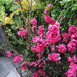 部屋全体/庭/植物のある暮らし/お花のある暮らし/お庭の花のインテリア実例 - 2019-04-09 05:57:02