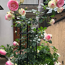 お花に癒されてます/お花がある暮らし/お花が好き/お花のある暮らし/みどりのある暮らし...などのインテリア実例 - 2023-05-16 22:20:44