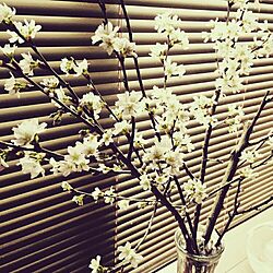 リビング/花のある暮らし/桜/おうちでお花見のインテリア実例 - 2017-03-30 16:17:57