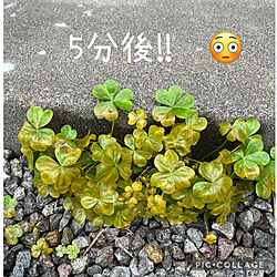 玄関/入り口/ガーデニング/植物のある暮らし/除草/アースガーデン...などのインテリア実例 - 2024-04-07 14:00:07