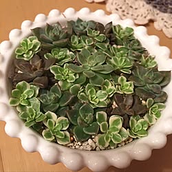 玄関/入り口/多肉植物/セリア/1からのスタート/ログインできず登録しなおし...などのインテリア実例 - 2016-10-09 18:20:22