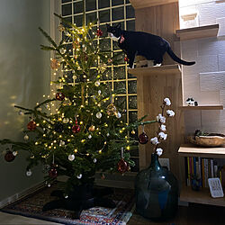 クリスマスツリー/クリスマス/ねこと暮らす。/多頭飼いの家/猫のいる風景...などのインテリア実例 - 2020-11-22 01:30:33