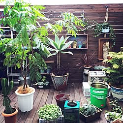 部屋全体/観葉植物/植物/関西好きやねん会/ガーデニングのインテリア実例 - 2015-01-28 21:20:44