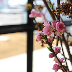 玄関/入り口/季節の花/格子窓/冬時間/季節を感じる暮らし...などのインテリア実例 - 2019-02-11 15:12:24