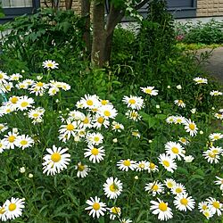 玄関/入り口/宿根草/春の庭です/グリーンのある暮らし♡/小鳥のさえずりが心地い〜♪...などのインテリア実例 - 2017-05-16 12:22:47