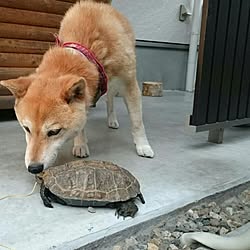 玄関/入り口/ワンコスペース/すっきり暮らしたい/LIXILのフェンス/柴犬がいる家...などのインテリア実例 - 2017-06-21 14:08:45