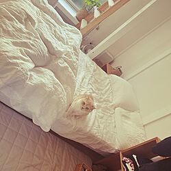 ベッド周り/淡色インテリア/猫と暮らす/小さなお部屋/ねこのいる暮らし...などのインテリア実例 - 2023-07-22 17:43:00